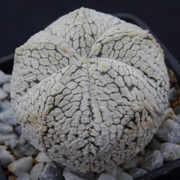 Astrophytum asterias cv. Snow x coahuilense