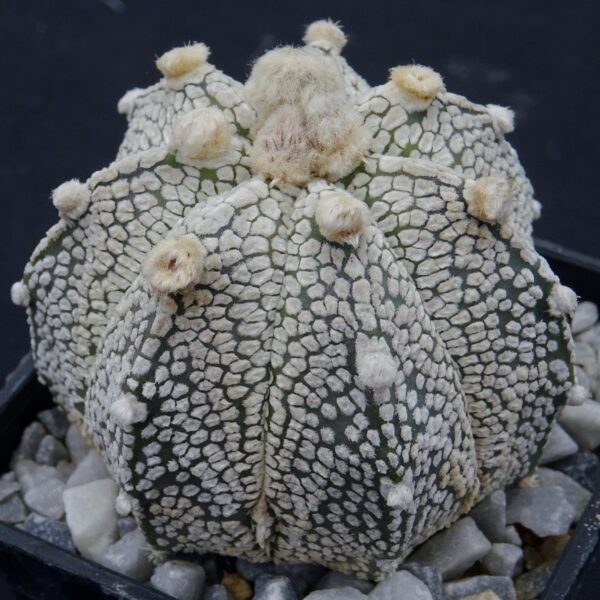 Astrophytum asterias cv. Snow x coahuilense
