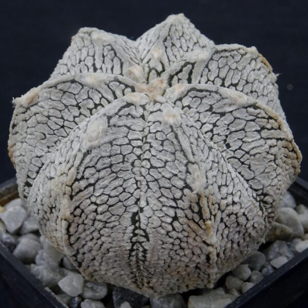 Astrophytum asterias cv. Snow x coahuilense