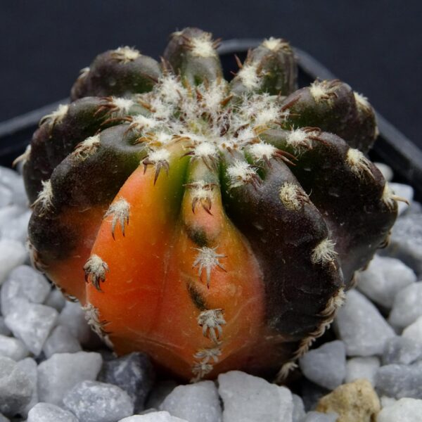 Discocactus horstii variegata