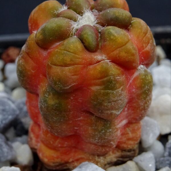 Cintia knizei variegata