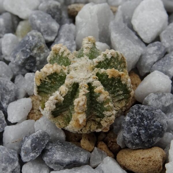 Aztekium hintonii