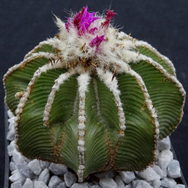 Aztekium hintonii Galeana