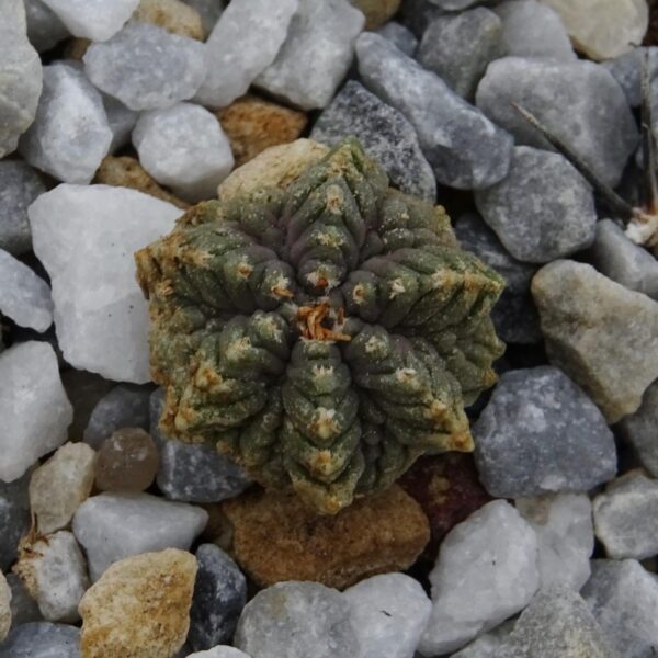 Aztekium ritteri