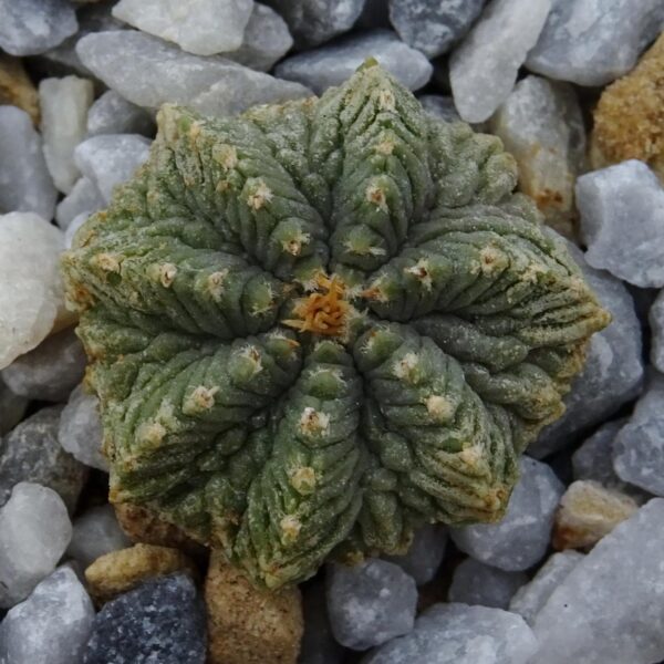 Aztekium ritteri