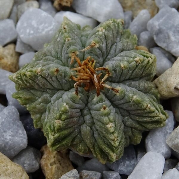 Aztekium ritteri