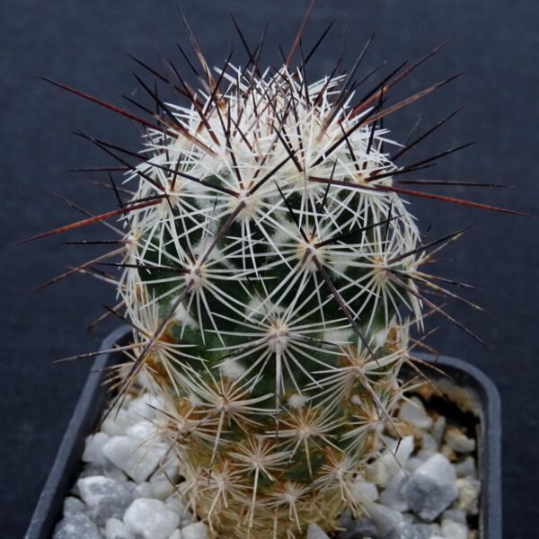 Neolloydia grandiflora