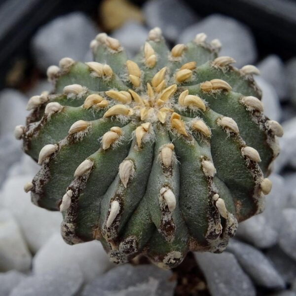 Geohintonia mexicana