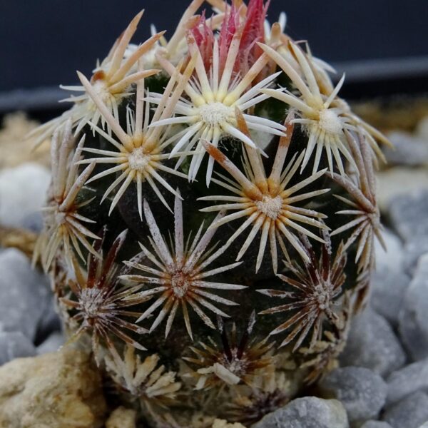Escobaria minima