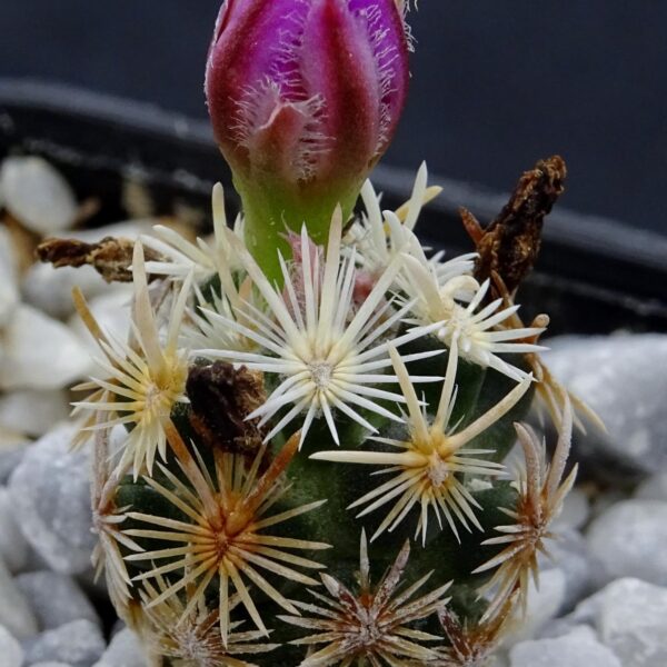 Escobaria minima