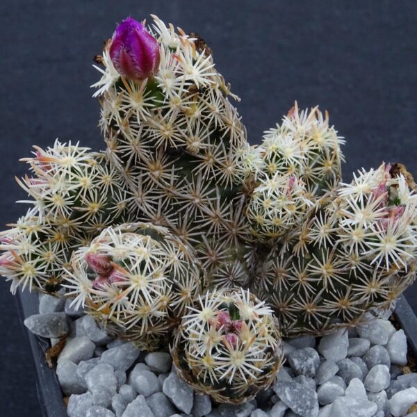 Escobaria minima