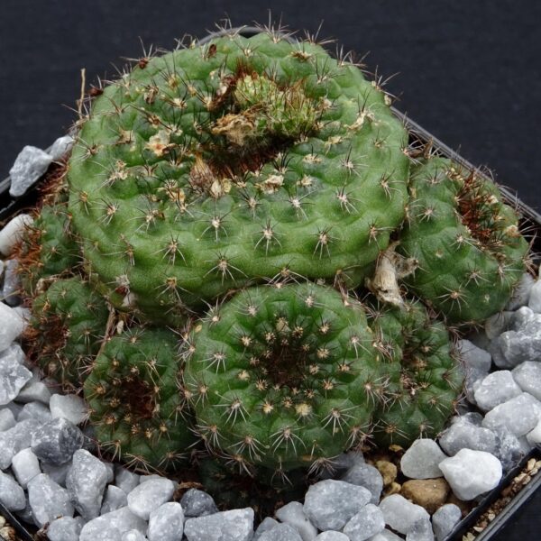 Frailea perumbilicata PR-136