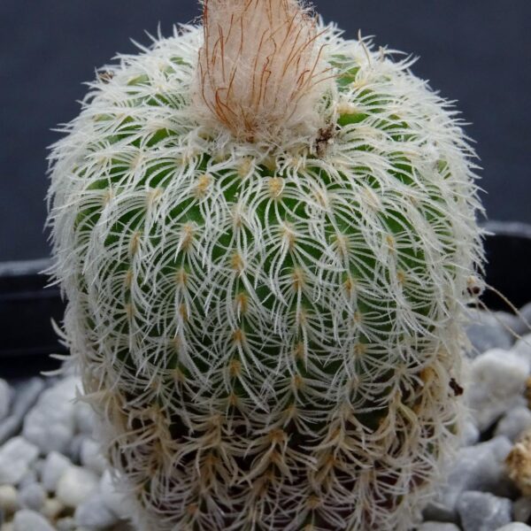 Frailea densispina