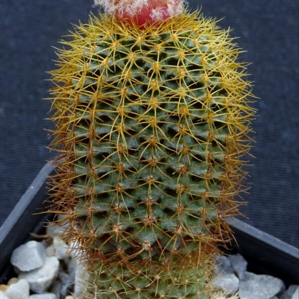 Frailea mammillaris