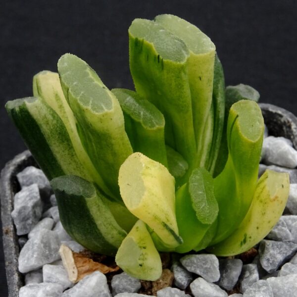 Haworthia truncata  VARIEGATA