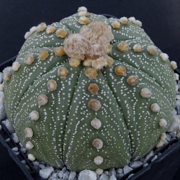 Astrophytum asterias