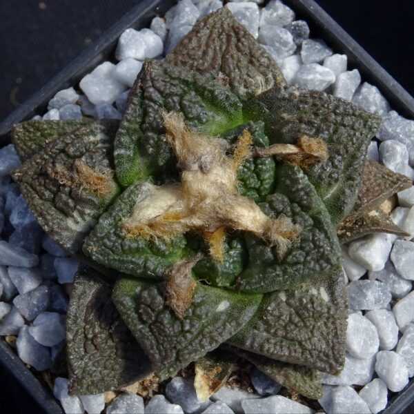 Ariocarpus fissuratus