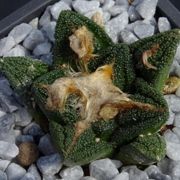 Ariocarpus fissuratus v. hintonii