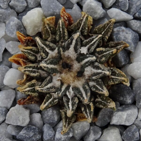 Ariocarpus kotschoubeyanus