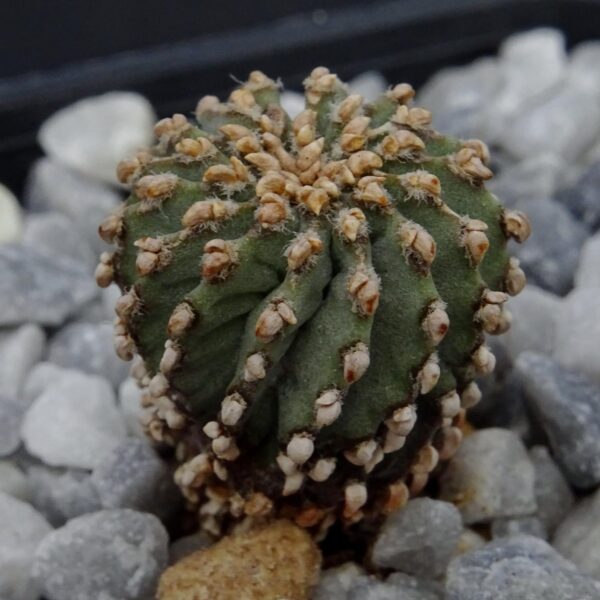 Geohintonia mexicana