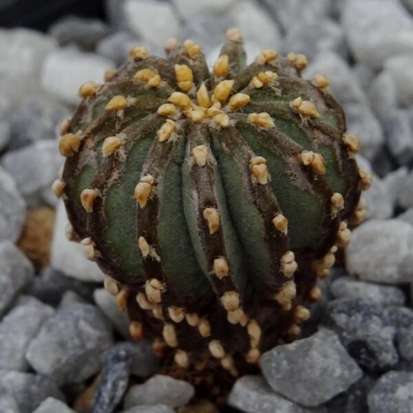 Geohintonia mexicana