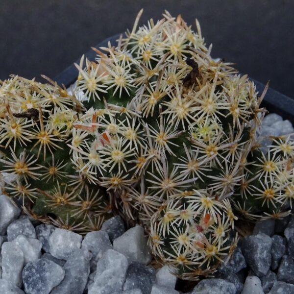 Escobaria minima
