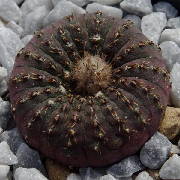 Frailea asteroides