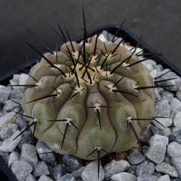Copiapoa columna-alba  La Madera, Tigrillos