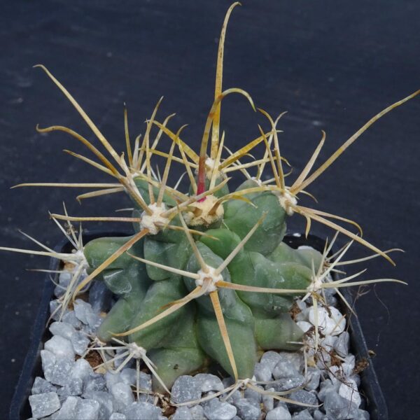 Ferobergia (Ferocactus coloratus x Leuchtenbergia principis)