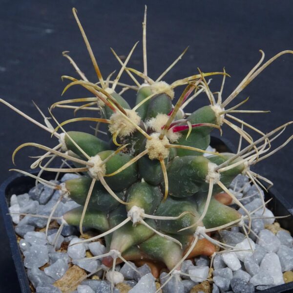 Ferobergia (Ferocactus coloratus x Leuchtenbergia principis)