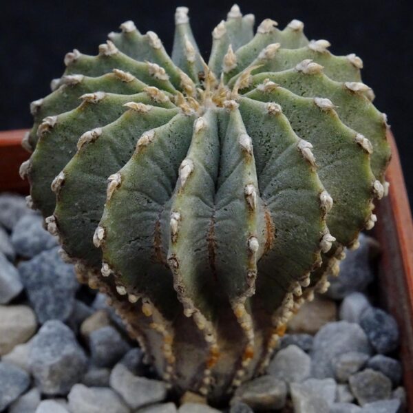 Geohintonia mexicana