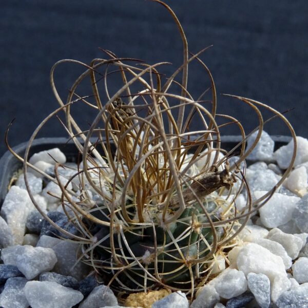 Turbinicarpus graminispinus