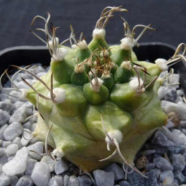 Turbinicarpus alonsoi hybrid variegata