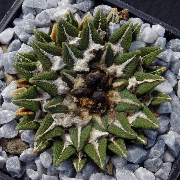 Ariocarpus kotschoubeyanus