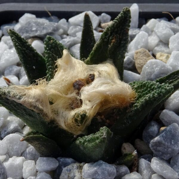 Ariocarpus bravoanus  El Nunez
