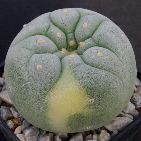 Lophophora  fricii VARIEGATA