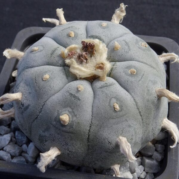 Lophophora  williamsii