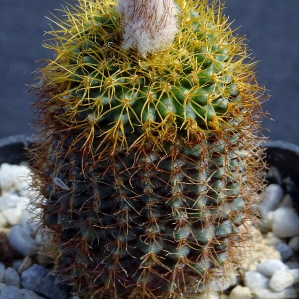 Frailea mammillaris