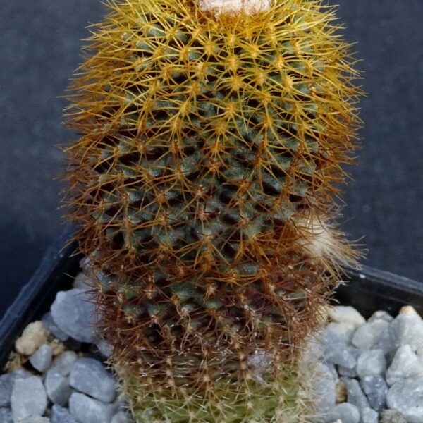 Frailea mammillaris