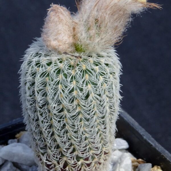 Frailea densispina
