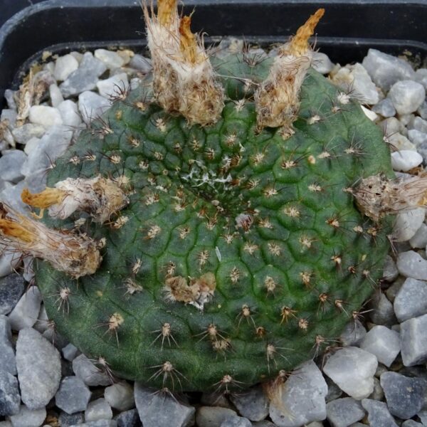 Frailea perumbilicata  PR138  Livramento
