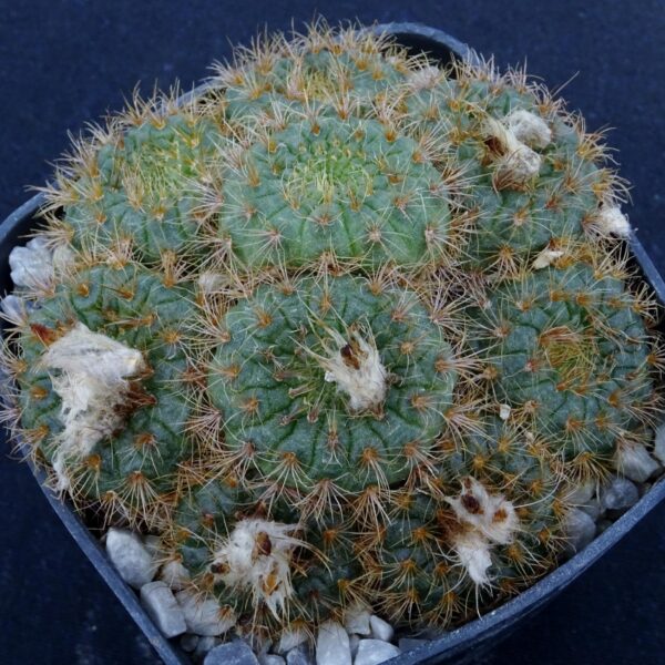 Frailea pumila