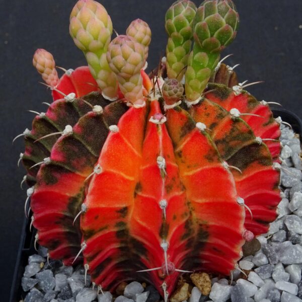 Gymnocalycium variegata