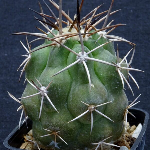 Copiapoa alticostata PHA2464