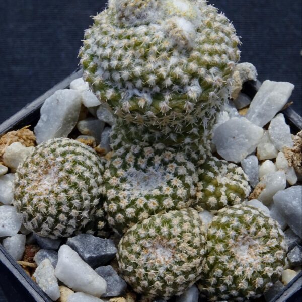 Copiapoa laui