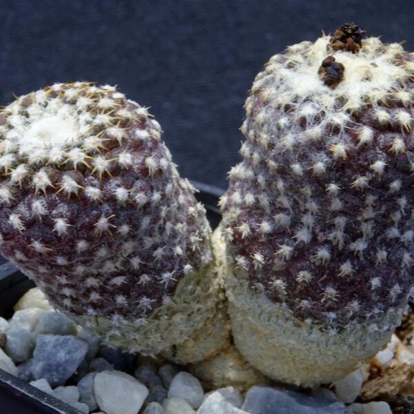 Copiapoa laui