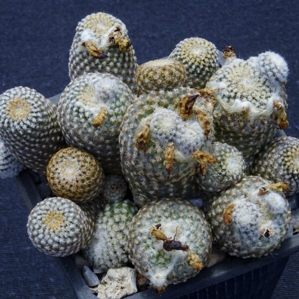 Copiapoa laui