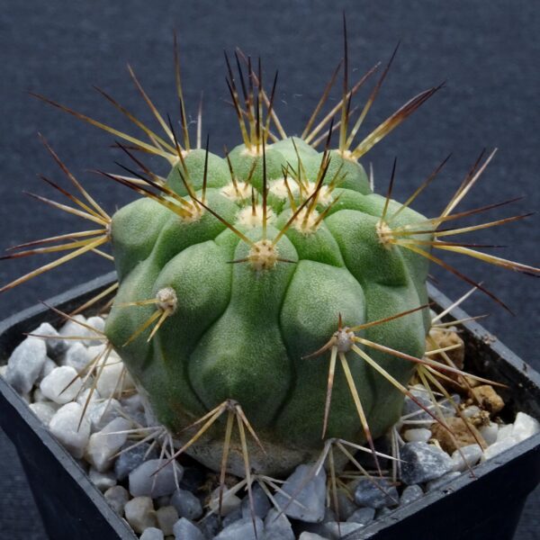 Copiapoa x tenebrosa Monte Perales Selecction