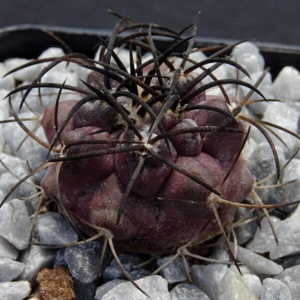 Copiapoa griseoviolacea
