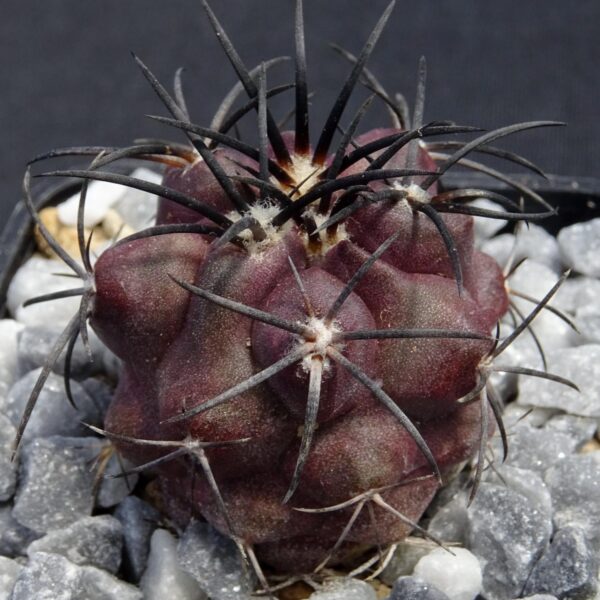 Copiapoa griseoviolacea